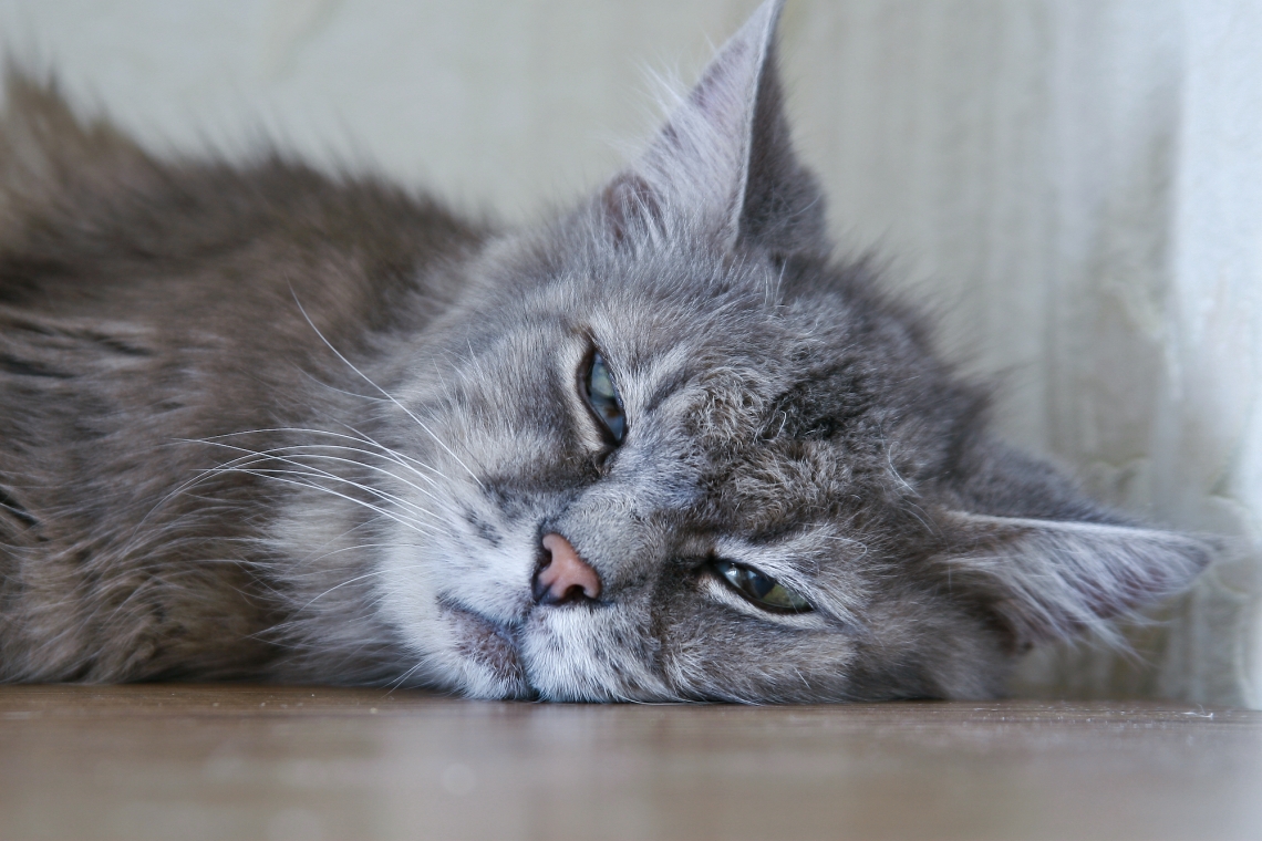 Colecistite acuta nel cane e nel gatto